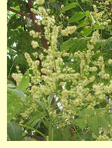 Айлант высочайший,китайский ясень или китайская бузина (Ailanthus altissima (Mill.) Swingle) Айлант высочайший,китайский ясень или китайская бузина (Ailanthus altissima (Mill.) Swingle)